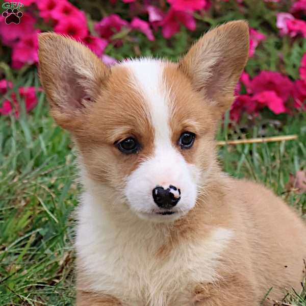 Ezekiel, Pembroke Welsh Corgi Puppy